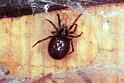 Steatoda_bipunctata_F1934_Z_75_Les Gris_Frankrijk